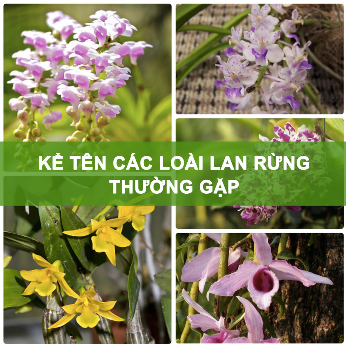 Phân loại và kể tên các loại lan rừng thường gặp Phân Loại Và Kể Tên Các Loại Lan Rừng Thường Gặp