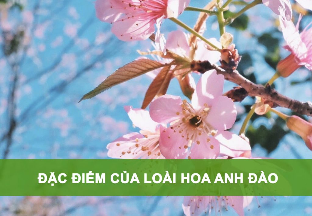 đặc điểm hoa anh đào