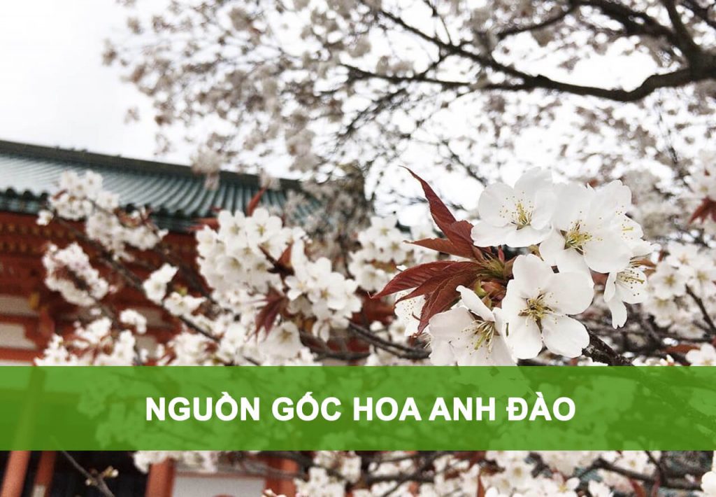 nguồn gốc hoa anh đào