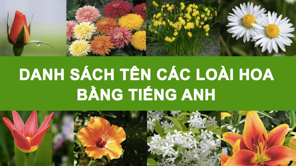 Danh sách tên các loài hoa bằng tiếng Anh