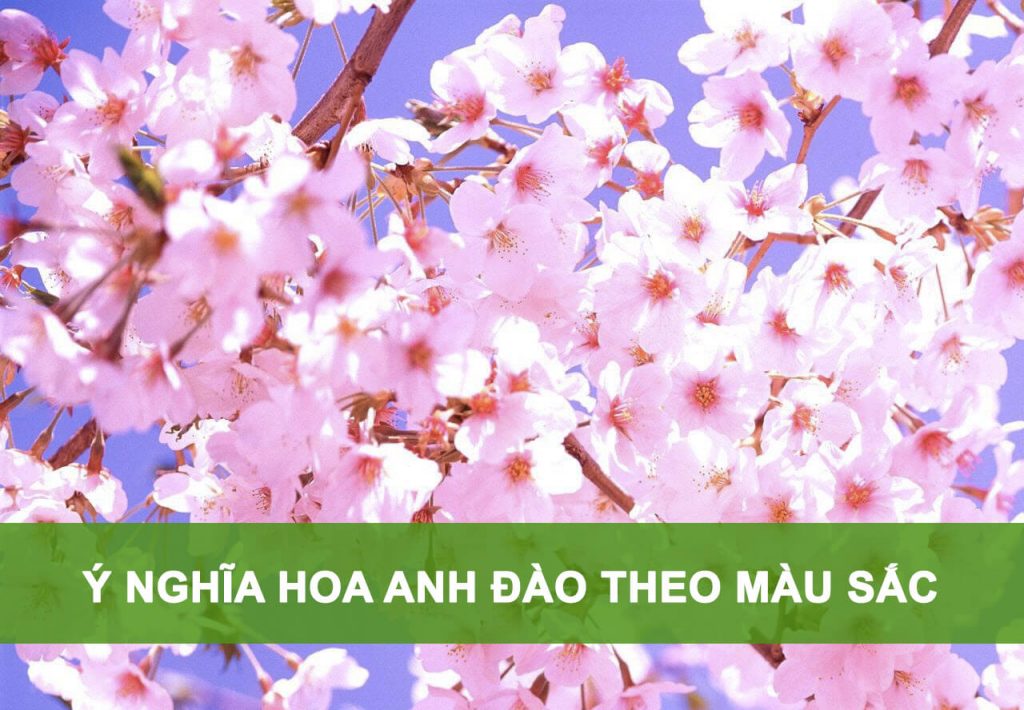 ý nghĩa hoa anh đào theo màu sắc