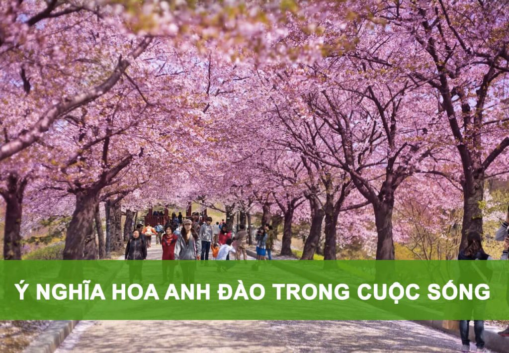 ý nghĩa hoa anh đào trong cuộc sống