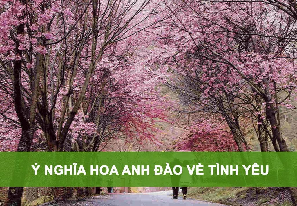 ý nghĩa hoa anh đào về tình yêu