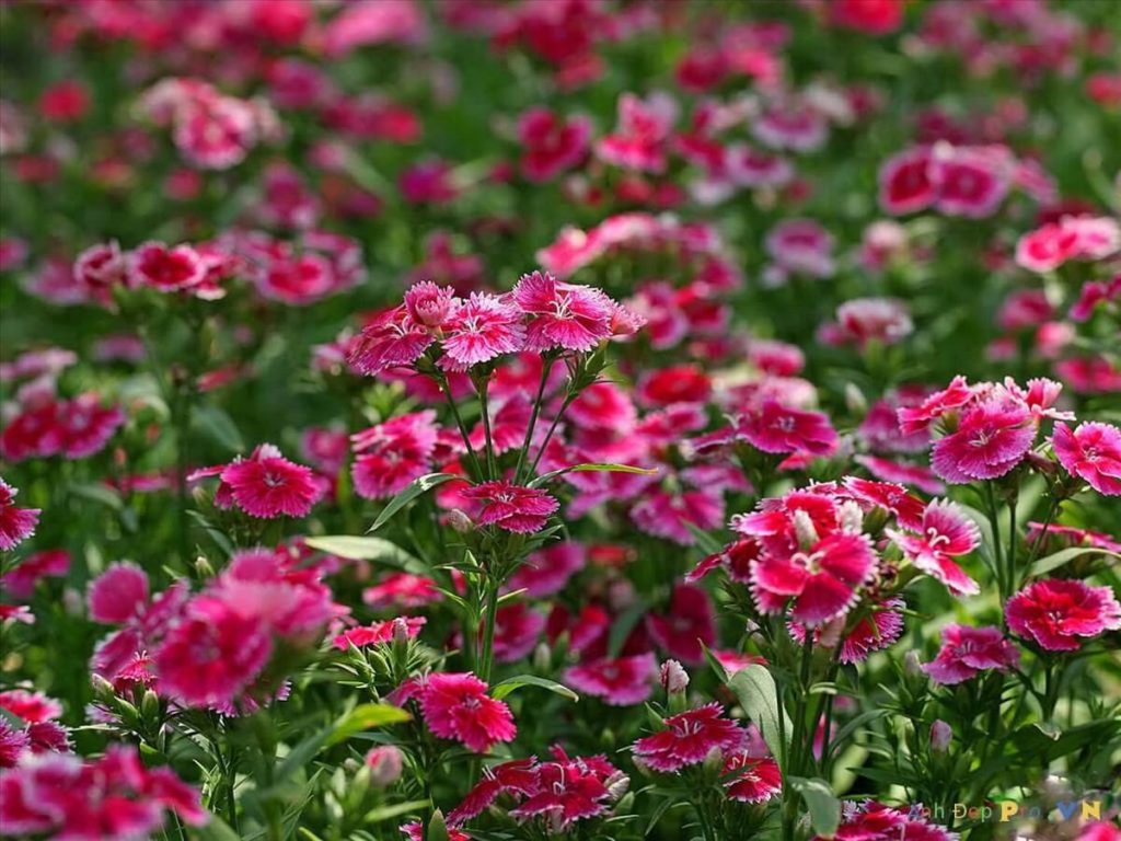 Hình nền  Hoa cẩm chướng Bouquet Bình hoa 1600x1200  goodfon  1084968   Hình nền đẹp hd  WallHere