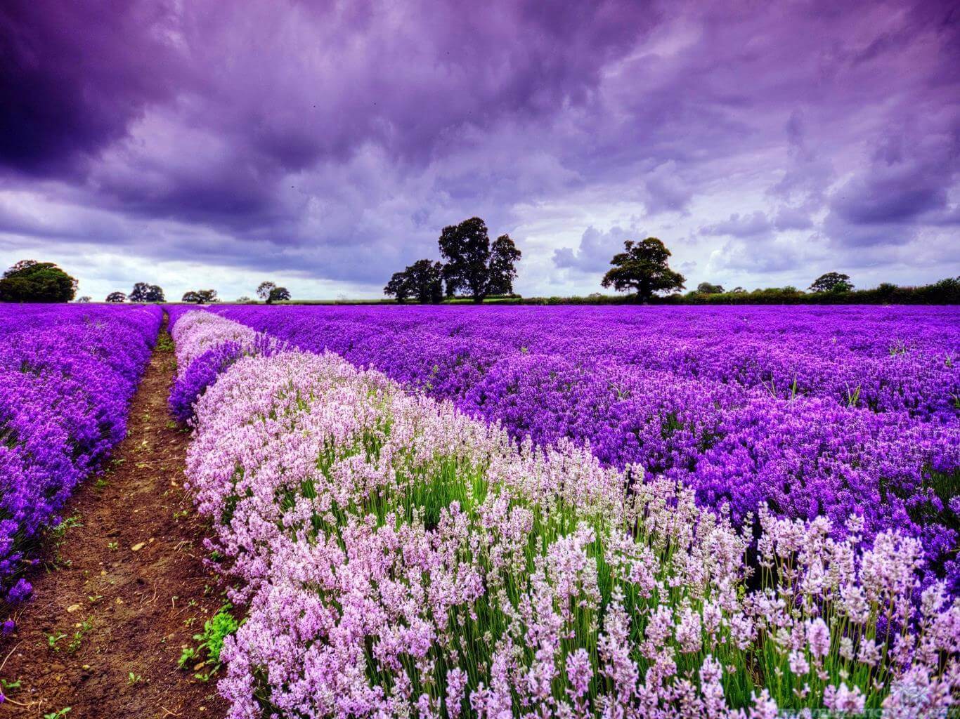 Nguồn gốc, công dụng và ý nghĩa hoa lavender trong cuộc sống