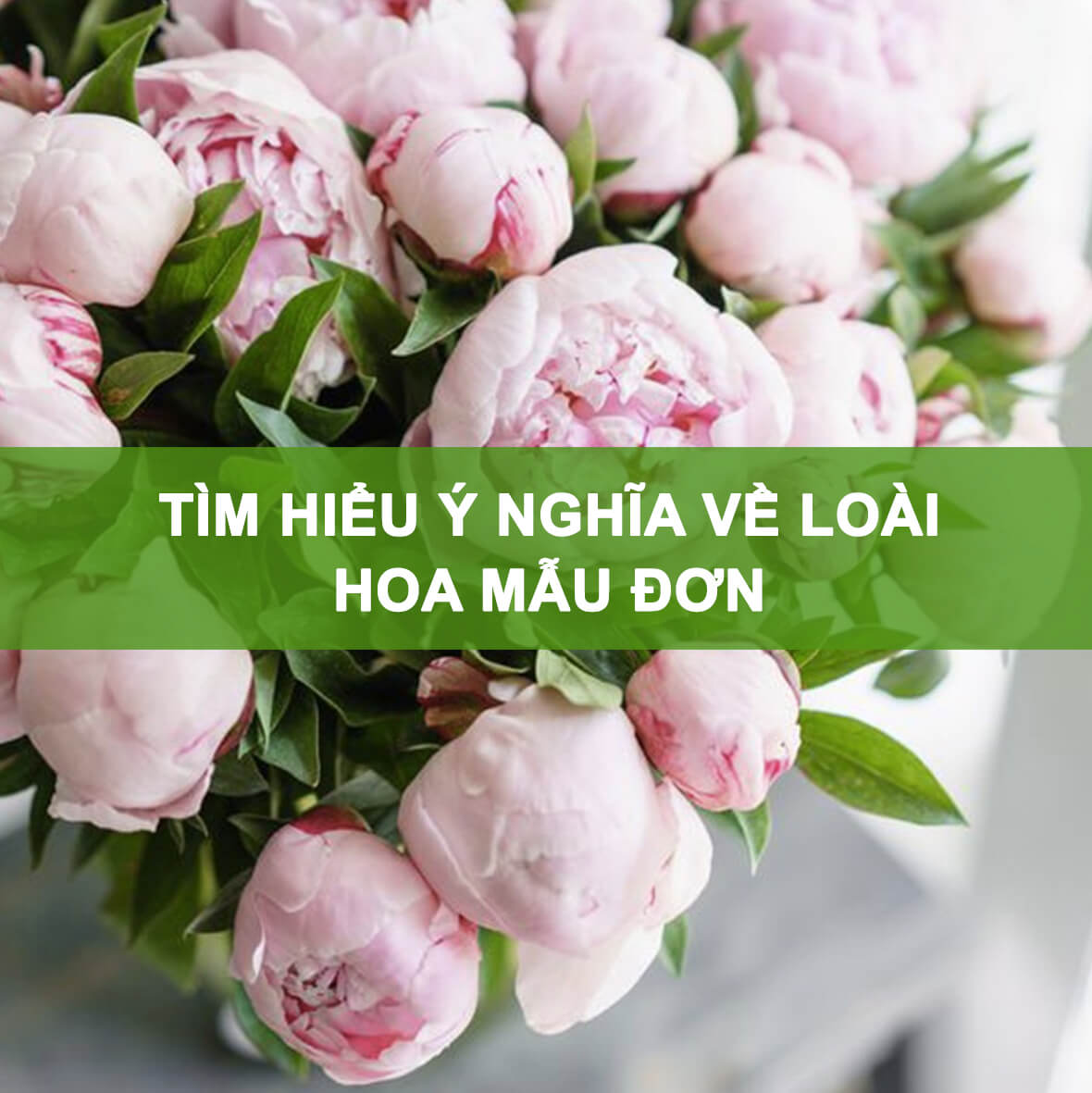 Thông tin chi tiết về nguồn gốc và ý nghĩa hoa mẫu đơn