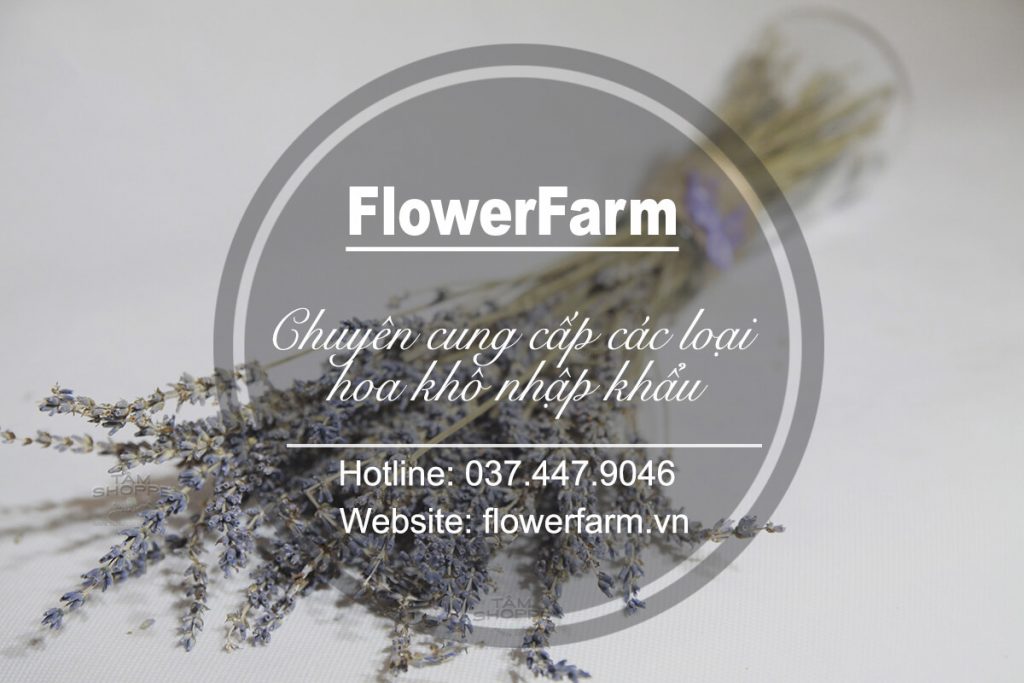 địa chỉ mua hoa lavender khô