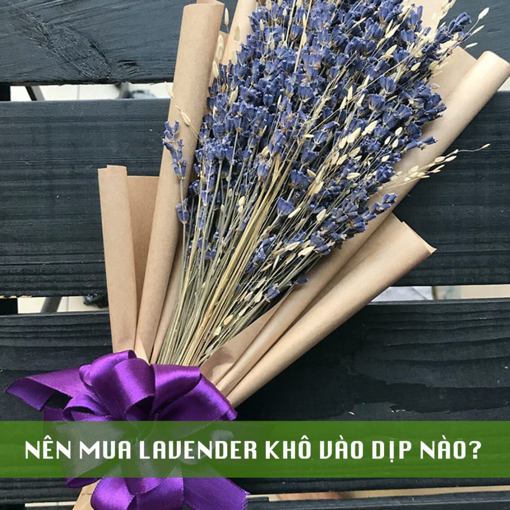 mua hoa lavender khô vào dịp nào