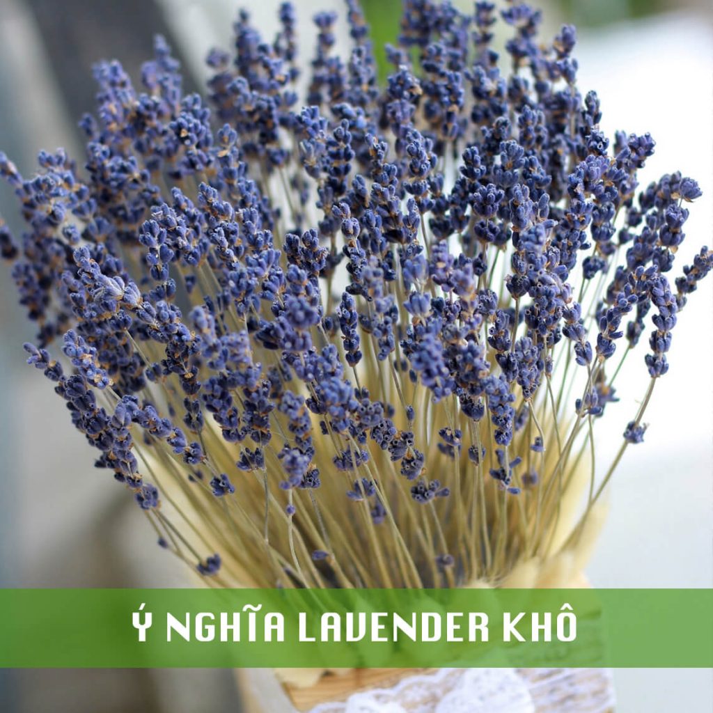 ý nghĩa hoa lavender khô