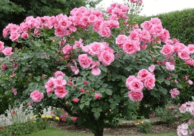 Hình ảnh cây hoa hồng màu hồng