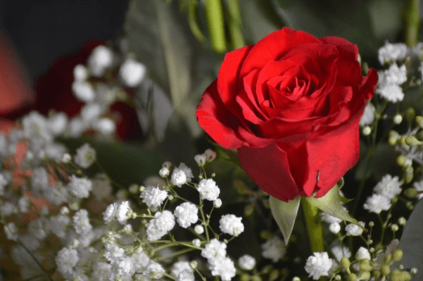 Hoa hồng đỏ mang một tình yêu sâu đậm