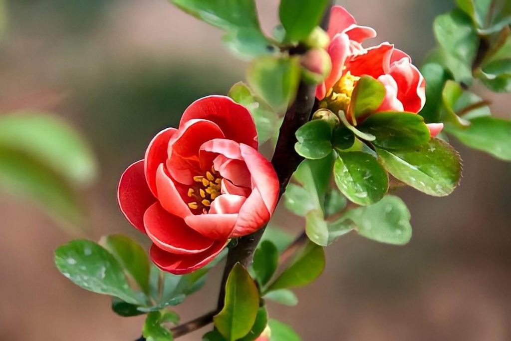 Cây hoa hải đường là một loài thực vật hạt kín thuộc chi Trà (camellia)