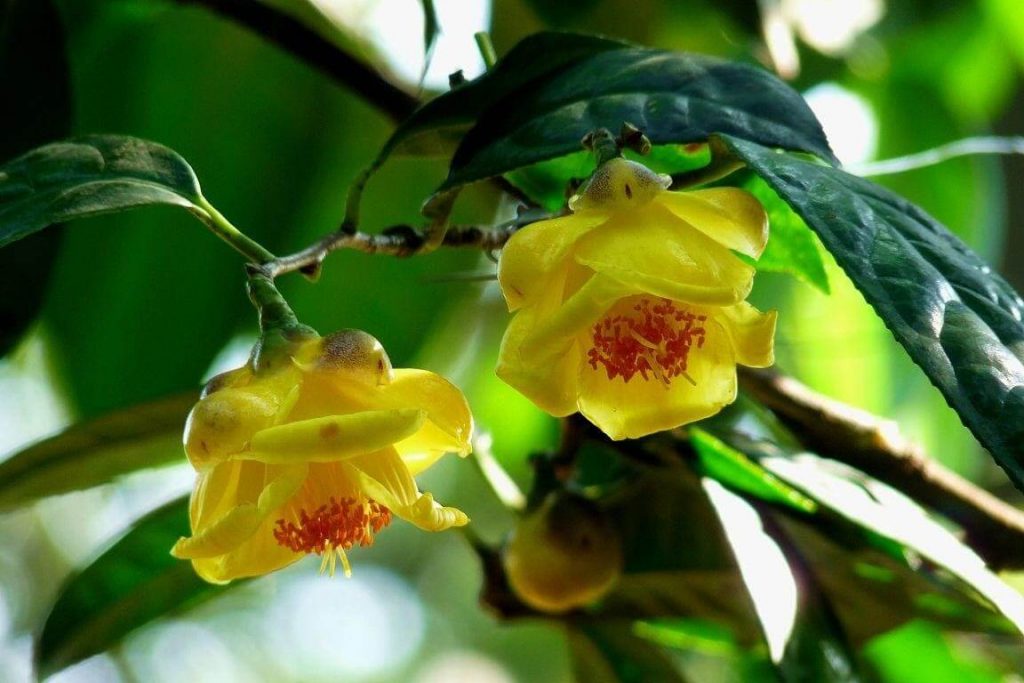 Hoa hải đường thường được trồng trong chậu bởi vì cây tồn tại ở dạng bụi rậm