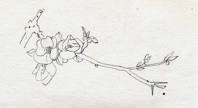 Vẽ Hoa Phượng bằng bút chì  How to draw Phoenix Flower  YouTube