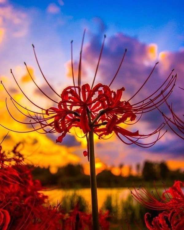 Trồng hoa bỉ ngạn: Hãy tưởng tượng một vườn hoa tươi tắn với những bông hoa bỉ ngạn lộng lẫy màu tím đỏ. Chính bạn cũng có thể trồng chúng tại nhà để tận hưởng cảm giác thư giãn và thăng hoa khi được ngắm nhìn những vườn hoa bỉ ngạn thật tuyệt vời.