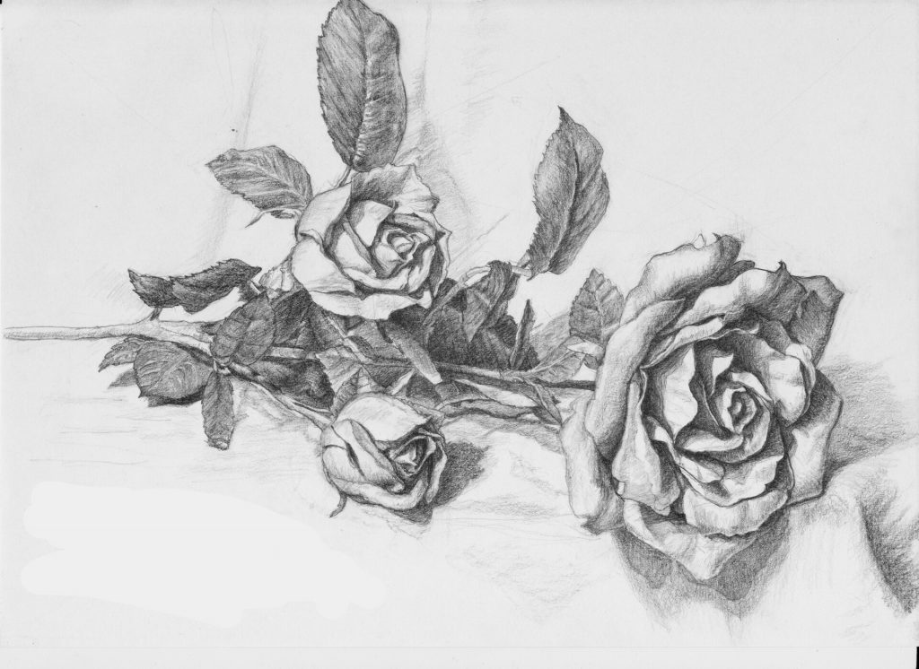 Vẽ hoa hồng bằng bút chì nhớ là phải tô đậm nhạt vô giống trên mạng í nhưng đừng lấy ảnh mạng nha câu hỏi 385462 hoidap247com