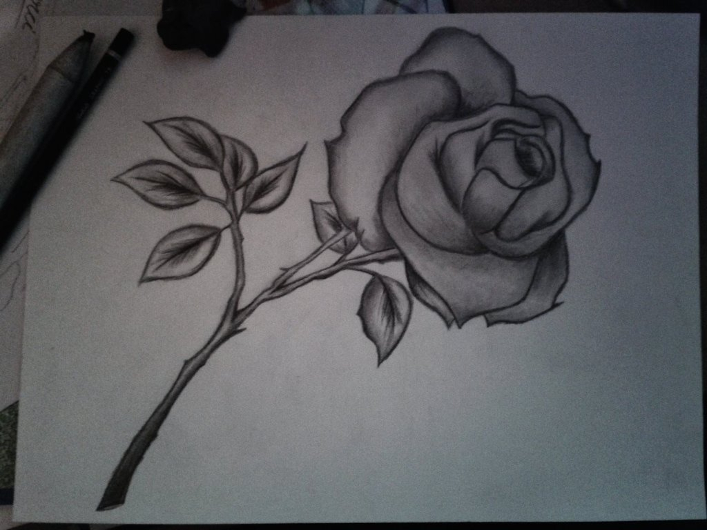 Hình ảnh hoa hồng vẽ bằng bút chì tuyệt đẹp THCS Võ Thị Sáu