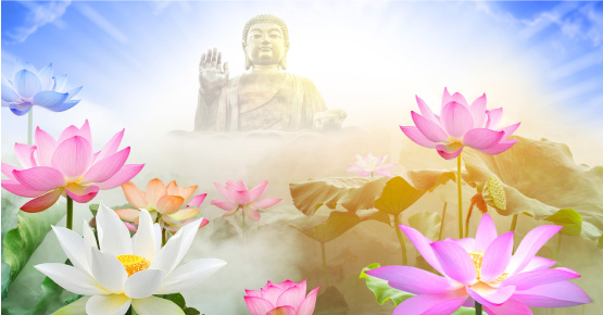 Giải Thích Ý Nghĩa Hoa Sen Trắng Trong Phật Giáo