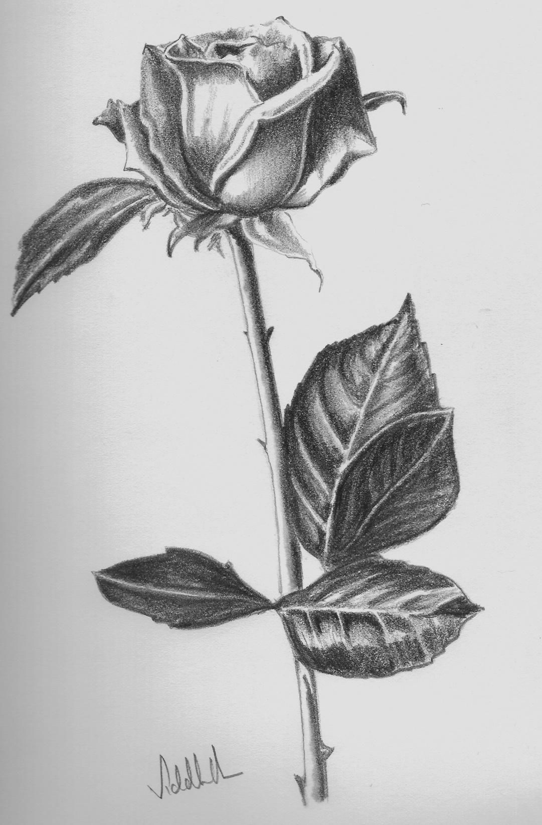 Hình ảnh hoa hồng vẽ bằng bút chì tuyệt đẹp