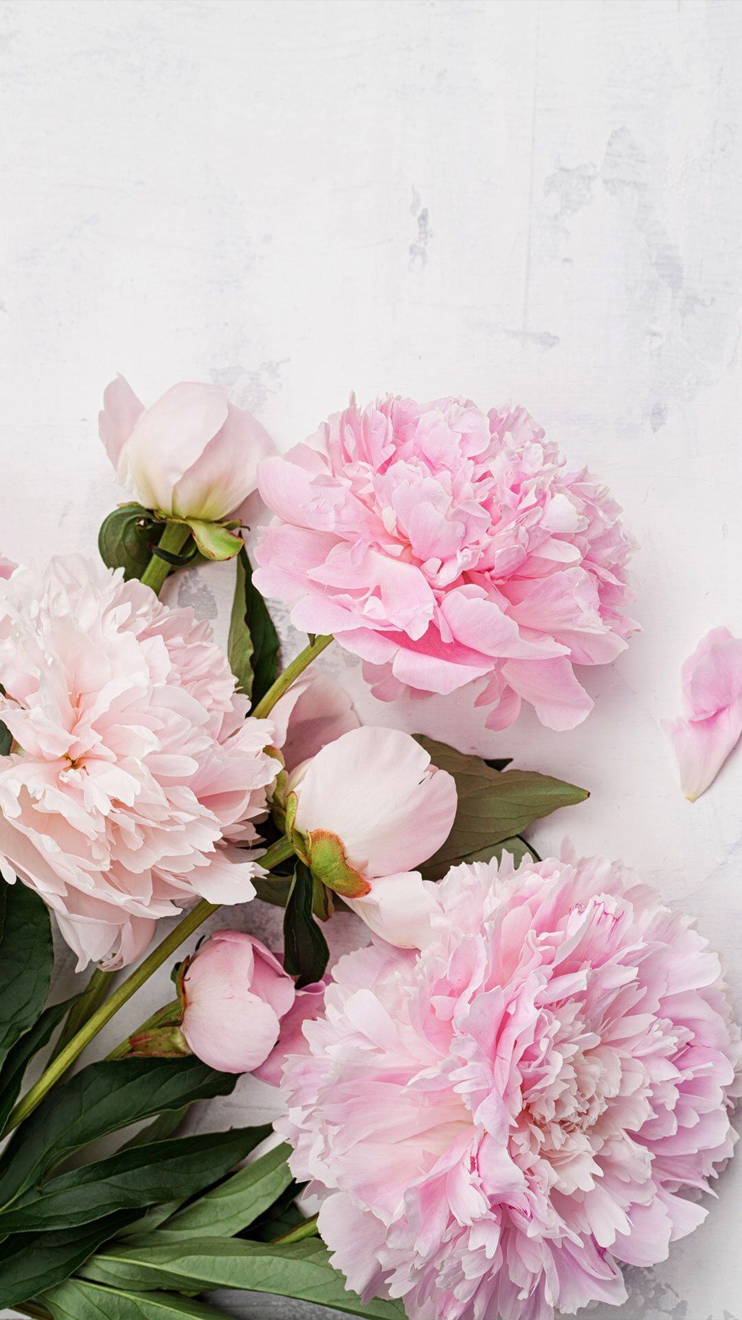 Hình nền hoa mẫu đơn màu hồng: Đem lại sự tươi mới và sự tươi tắn trên màn hình của bạn với hình nền hoa mẫu đơn màu hồng. Những bông hoa nhỏ xinh này sẽ mang đến cho bạn sự yêu thương và sự cảm động khi nhìn vào chúng, đồng thời tạo nên một không gian sống động, tràn đầy sức sống trong ngôi nhà của bạn.