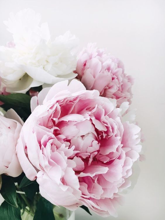 Hình nền hoa mẫu đơn màu hồng là sự kết hợp giữa sự tươi mới và sự dịu dàng. Hãy ngắm nhìn những bông hoa này, tràn đầy sự gợi cảm và tình yêu chân thành.