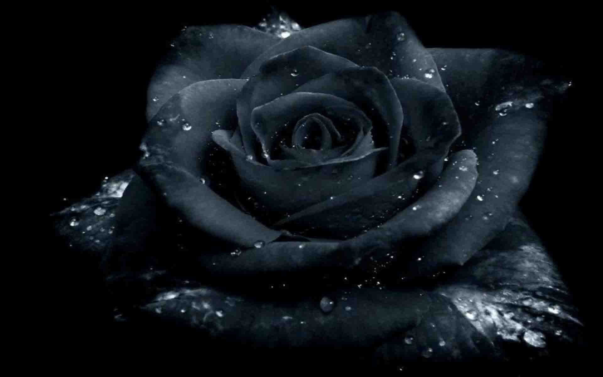 Hoa hồng đen có ý nghĩa gì?