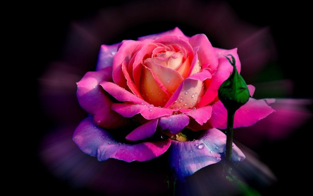 Hình nền hoa hồng đẹp cho điện thoại iPhone Android