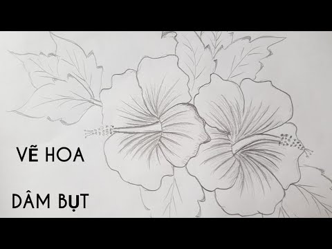 Hướng dẫn kỹ thuật cách vẽ hoa râm bụt đơn giản và chân thực
