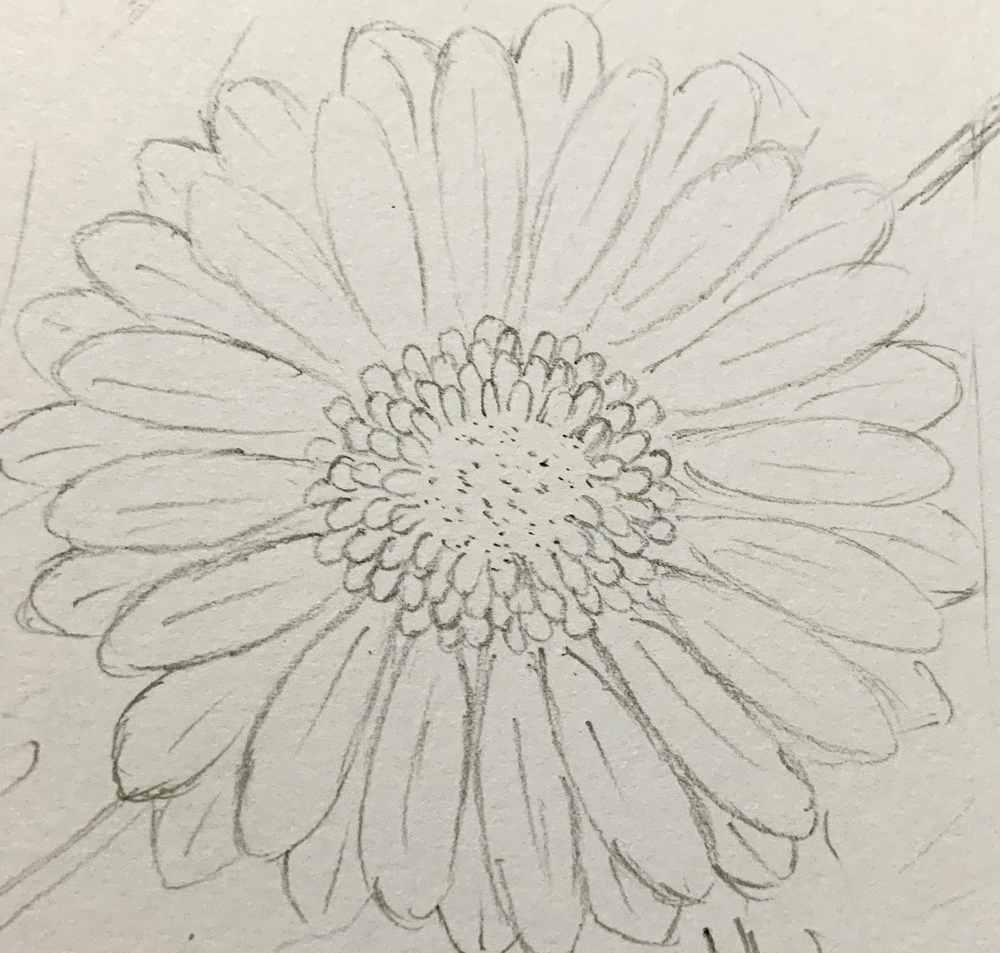 Vẽ hoa đồng tiền phác thảo bằng bút chì
