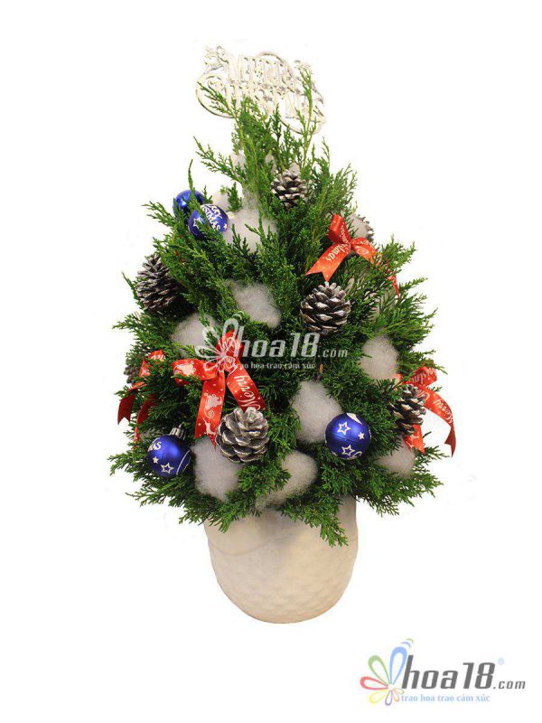 Hoa giáng sinh đẹp cho mùa noel thêm nổi bật hoa giáng sinh