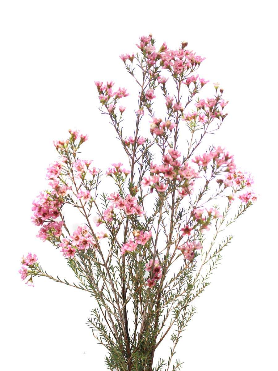 Thiết kế hoa tươi sang trọng hoa cắt cành