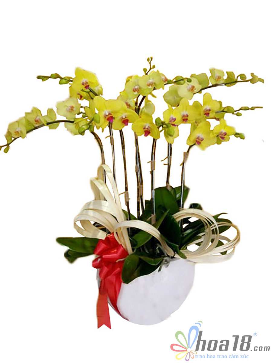 Thiết kế Hồ Điệp Vàng gây ấn tượng bởi sắc vàng thời thượng bình hoa lan hồ điệp