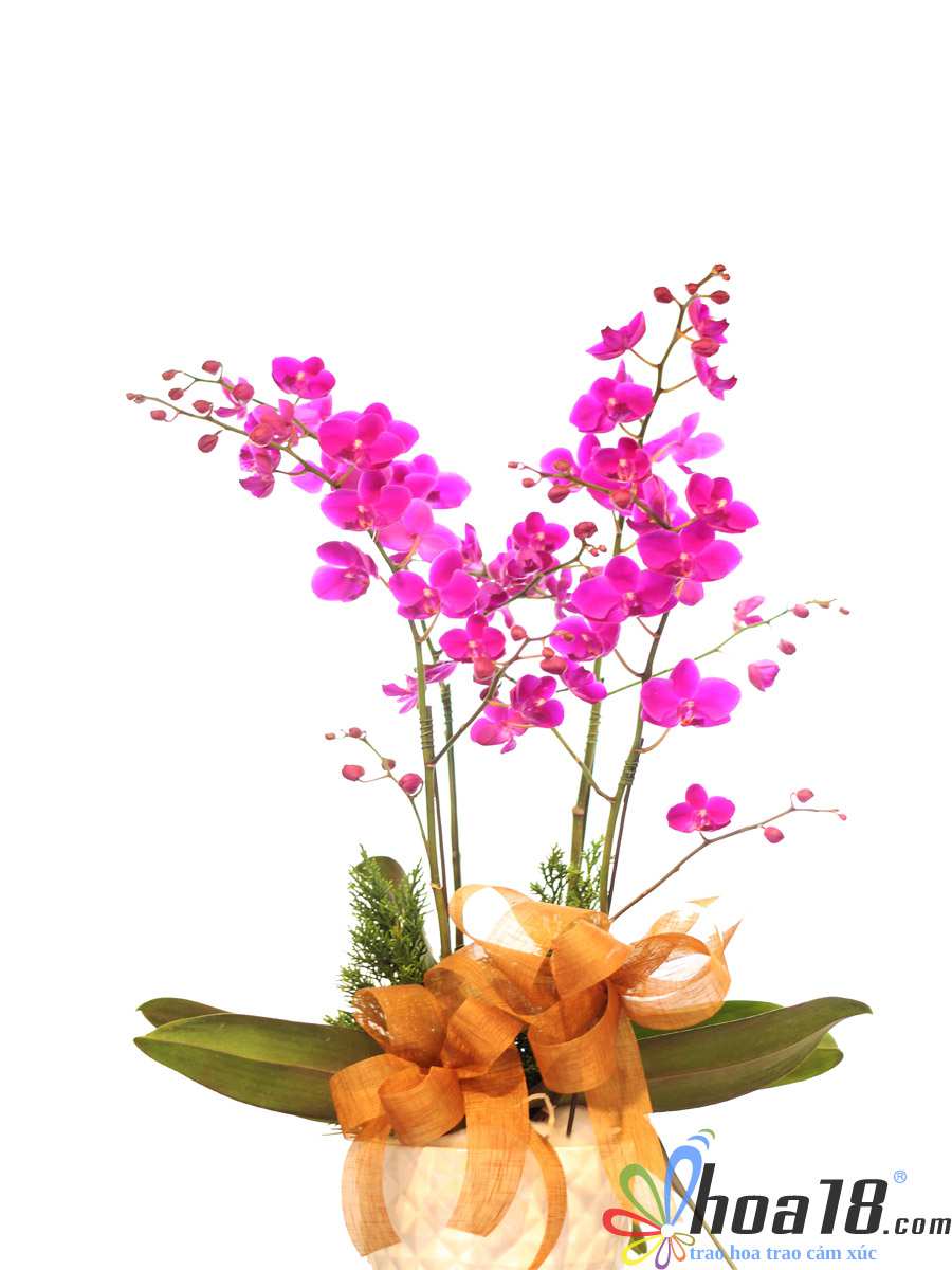 Thiết kế hoa tươi đẹp Hoa 20/10 - Hồ Điệp Tim Tím