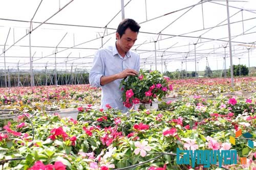 Sản phẩm hoa tươi giá tốt nhất giao hàng toàn quốc Mua hoa tươi ở Lâm Đồng thành phố ngàn hoa - Hoa18.com