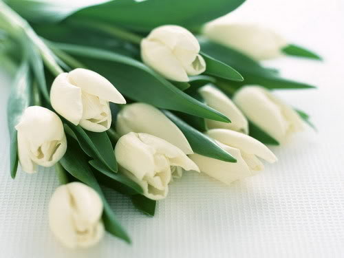 Hoa xin lỗi với tulip trắng trang nhã hoa xin lỗi